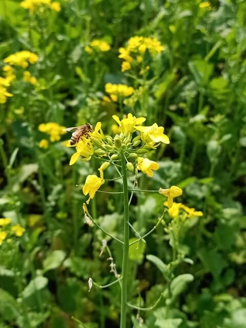 Yellow flowers and honey bee 