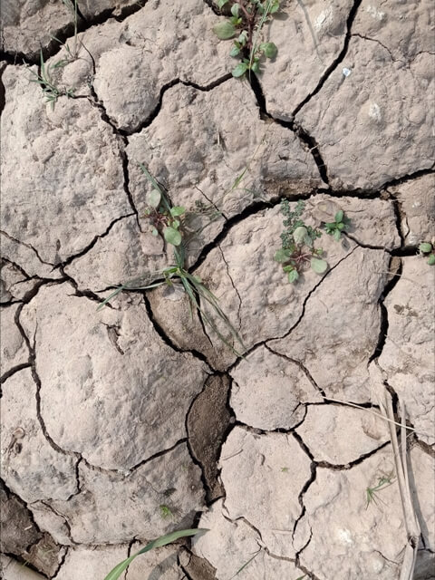Start of new life on ground after long period of drought