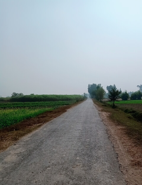 A road among crops 