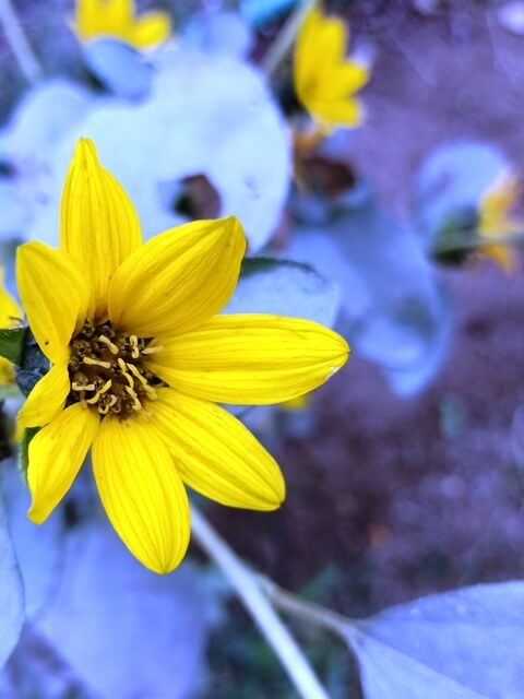 Attractive yellow flower 