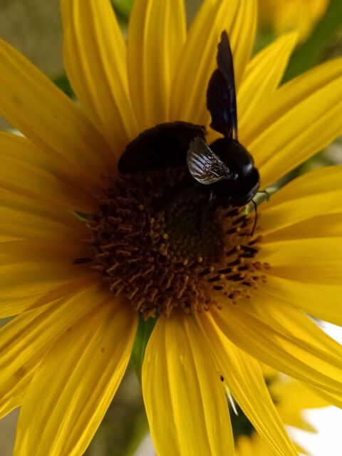 Sun flower with a bug