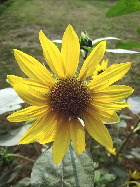 Beautiful petals of sunflower 