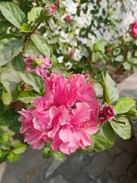 Beautiful pink rose mallow flower 