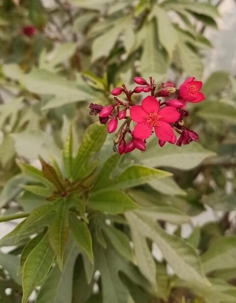 Jatropha flowers