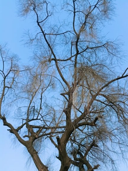 A leafless tree with sky