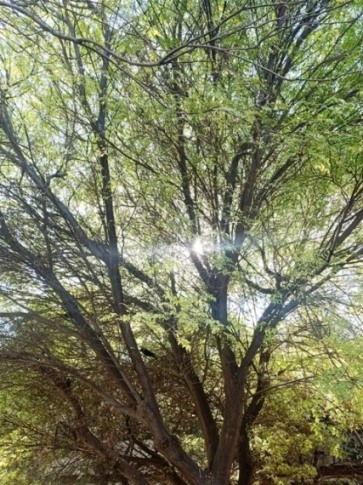 Tree branches with sun rays 