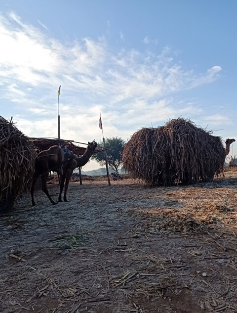 camels loaded with sugarcane