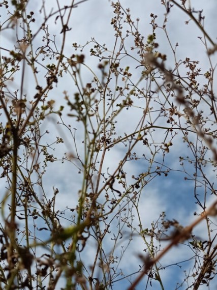 Weed branches with sky background