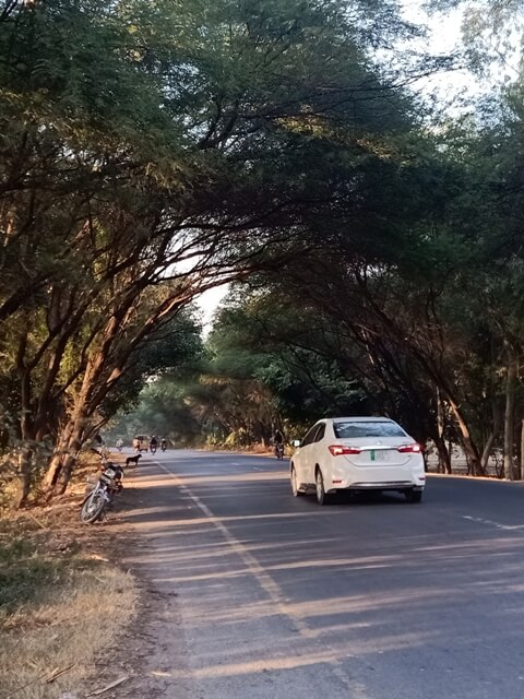 A white car on road with tree