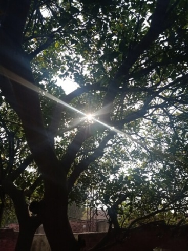 Sun beams through a tree