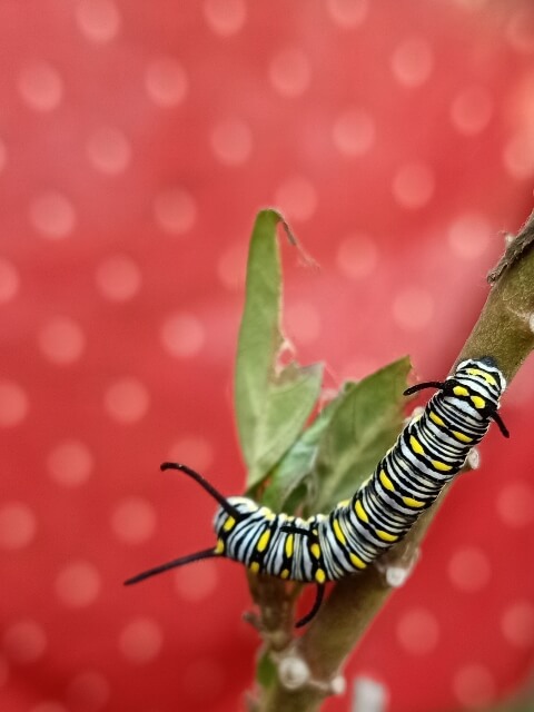 Caterpillar of citrus swallowtail