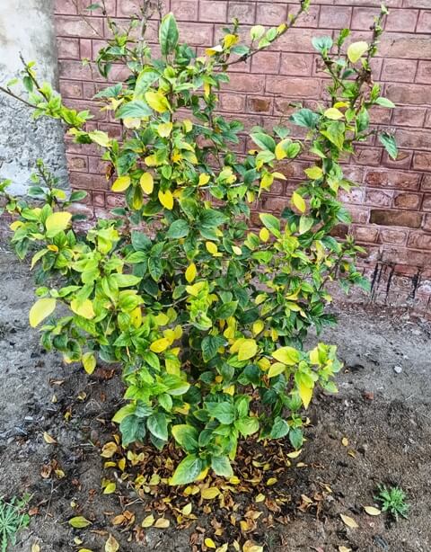 Hibiscus plant in autumn