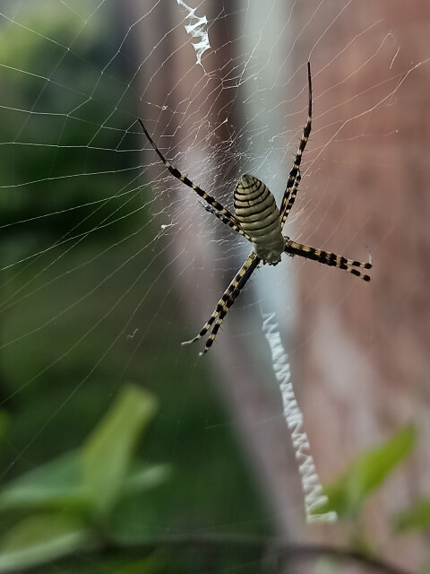Spider and web in a garden