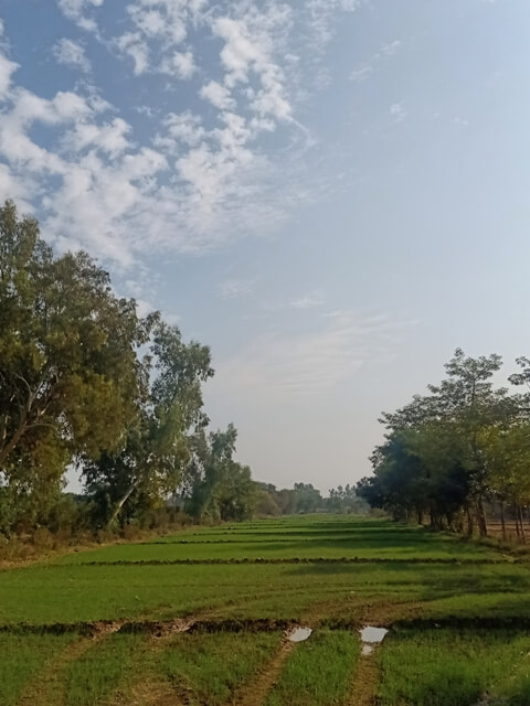 Lush green fields