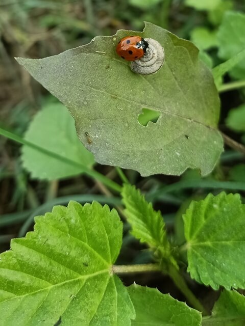 Lady bug on a leaf 