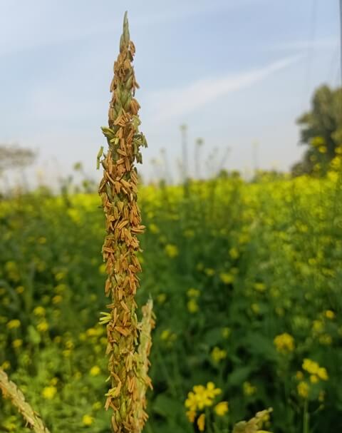 Cereal crops