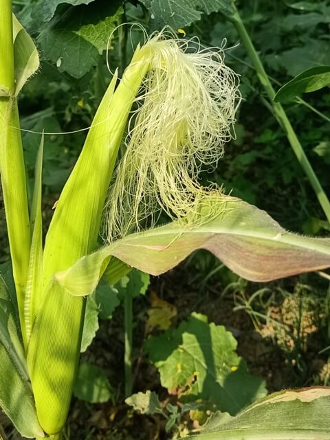 Corn plant