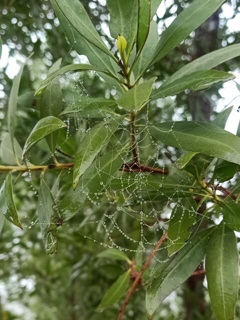 Beautiful Dew drops on spider web