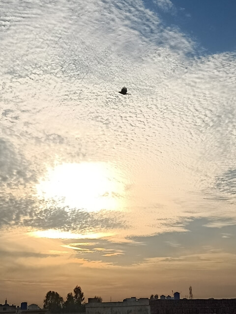 A birds flight through clouds and sun