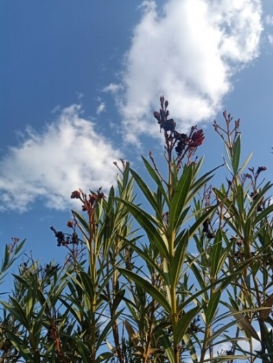 Plants with cloudy sky 
