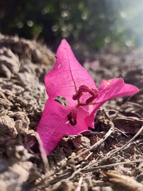 Beautiful bougainvillea flower on the ground