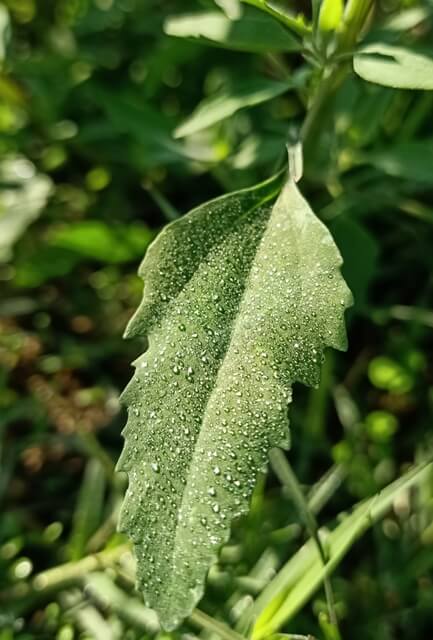 Leaf with beautiful dew drops