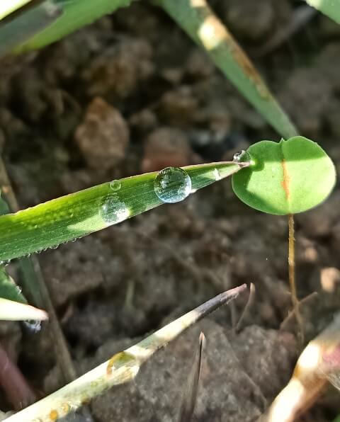 Grass blade with dew
