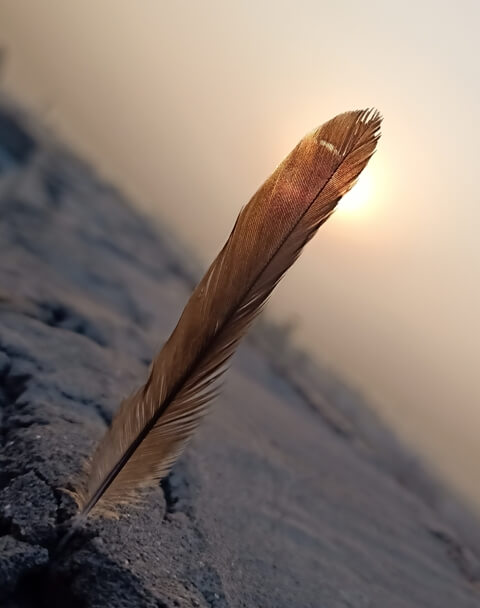 Closeup picture of a feather with sunset
