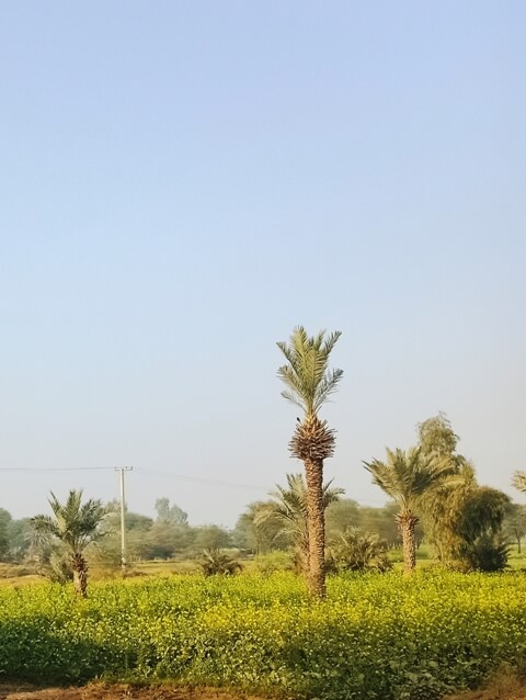 Yellow mustard fields with date trees