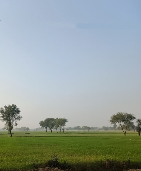 Green crop fields with trees