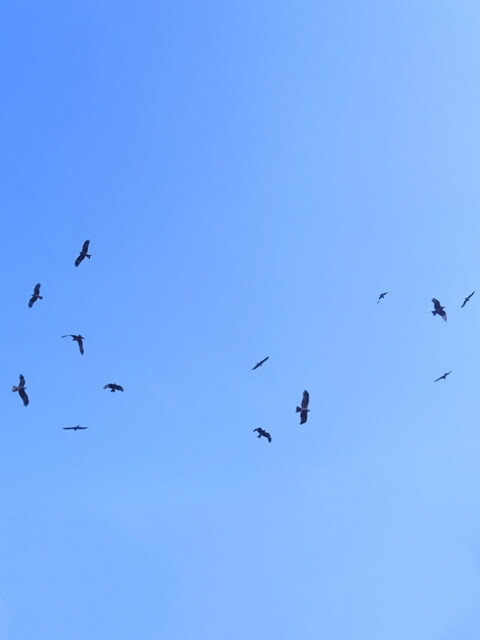 Kite birds