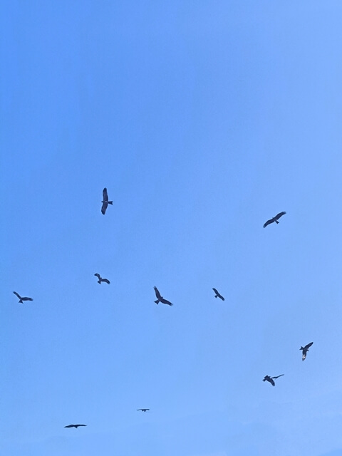 Picture of kite birds flight