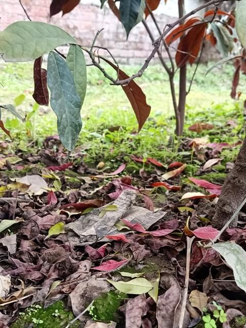 Plants in autumn