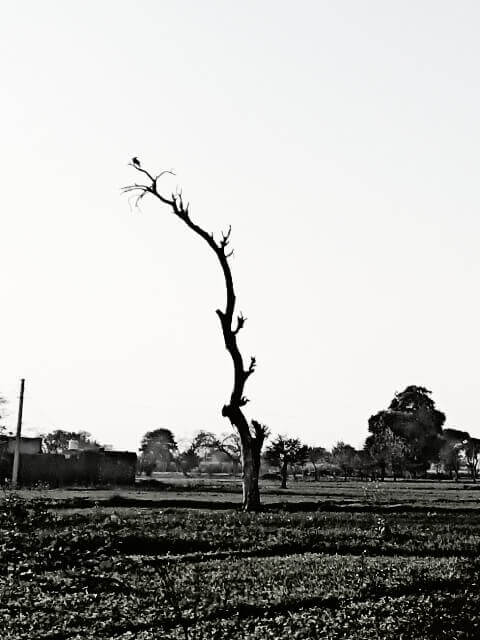 An alone tree in a field 