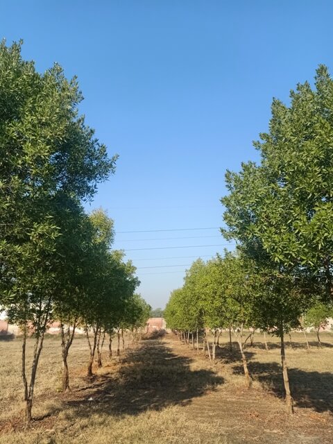 Tree line in a garden 