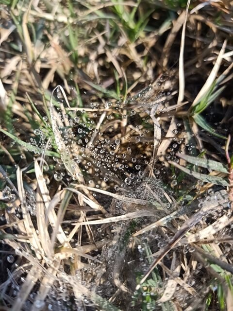 Dewdrops on the grass and spider web 