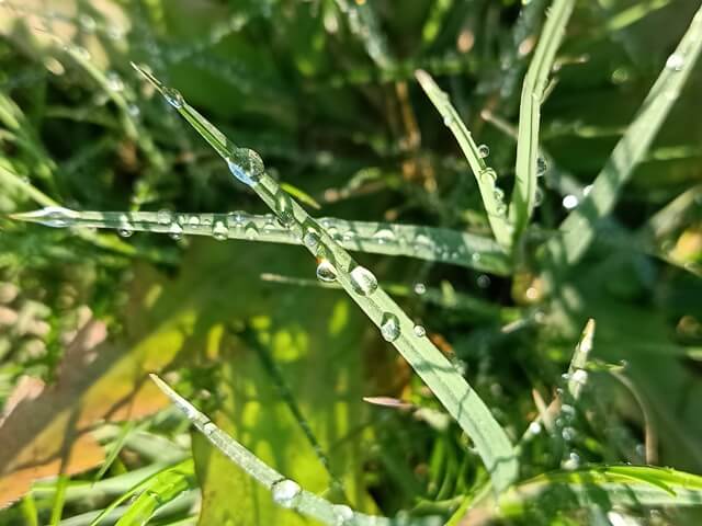 Grass leaves with dewdrops 