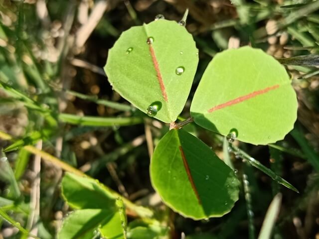 Medicago sativa leaves with dewdrops