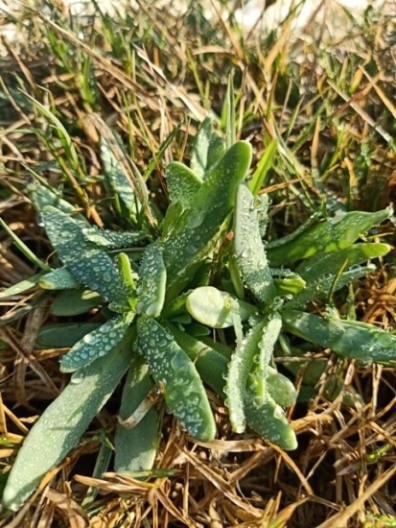 Wild plants in a sunny morning with dewdrops