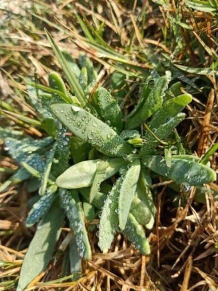 Wild plant with dewdrops in the morning 