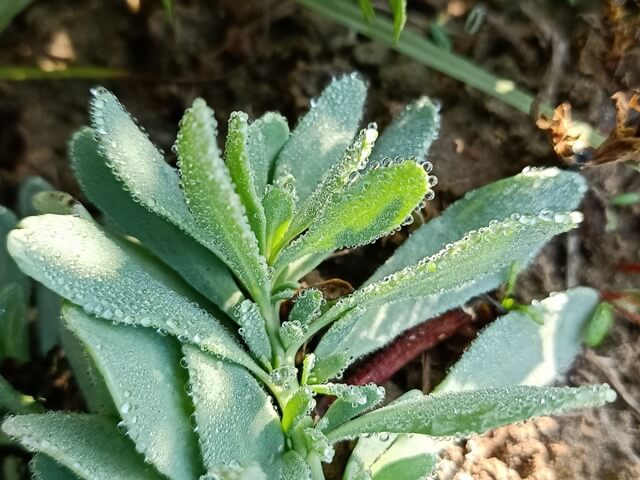 Attractive leaves of a wild plant with dewdrops