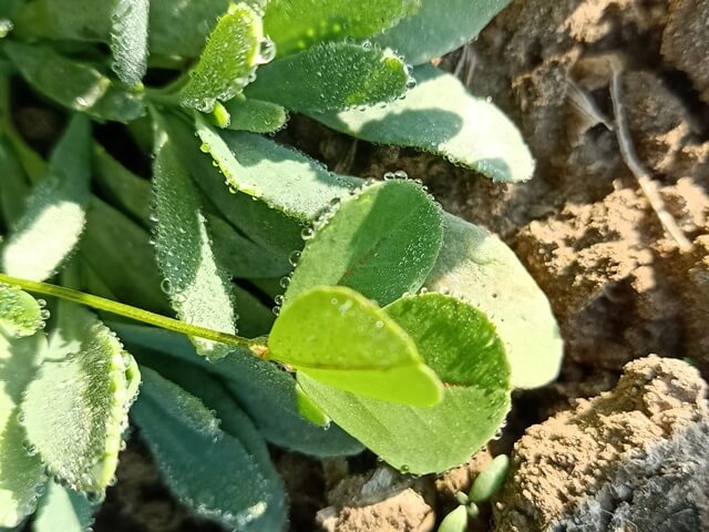 Medicago sativa leaves 