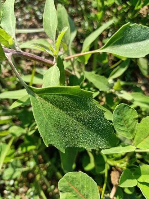 Leaf with tiny dewdrops 