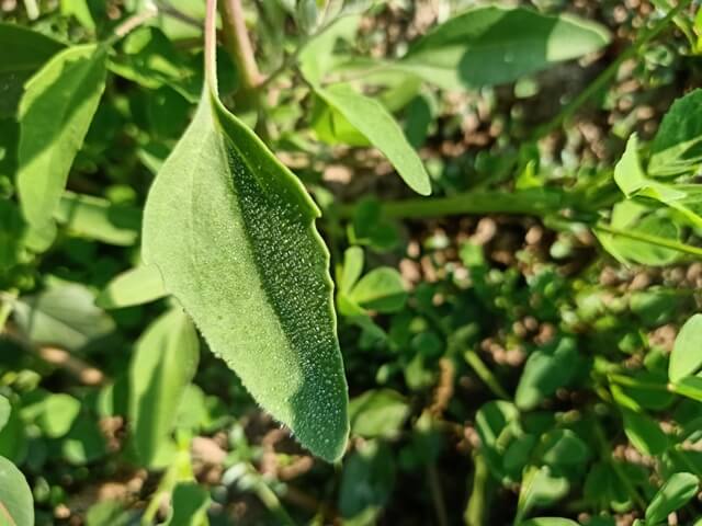 Morning dew on a leaf 