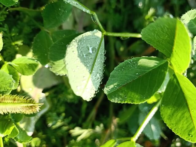 Medicago sativa 