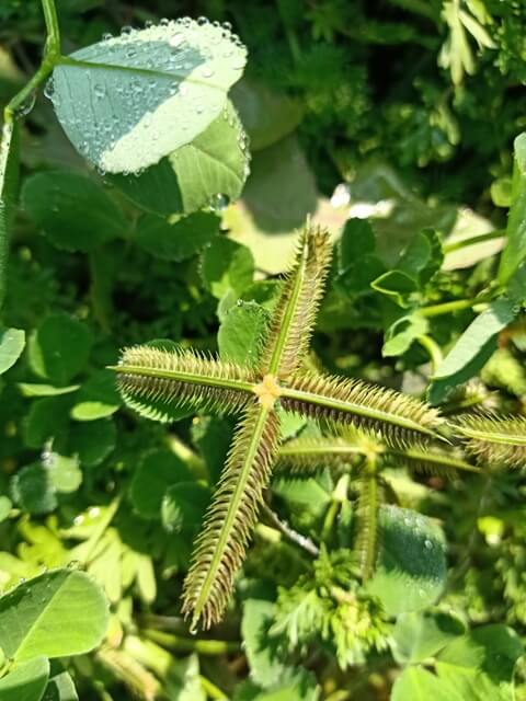 Wild plant in a garden 