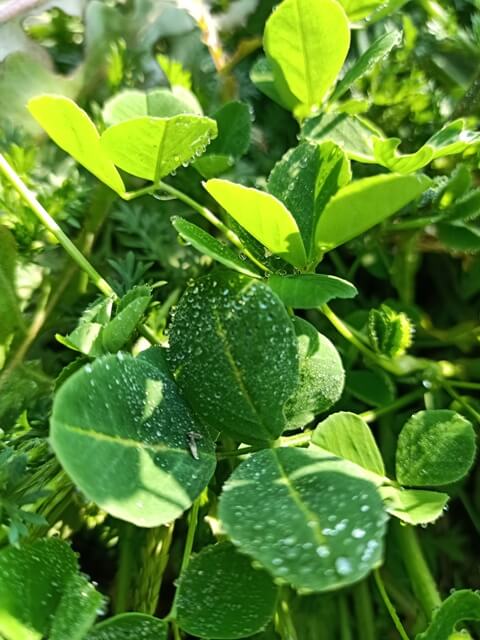 Alfalfa with dewdrops 