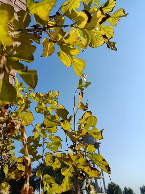 Yellow leaves and sky 