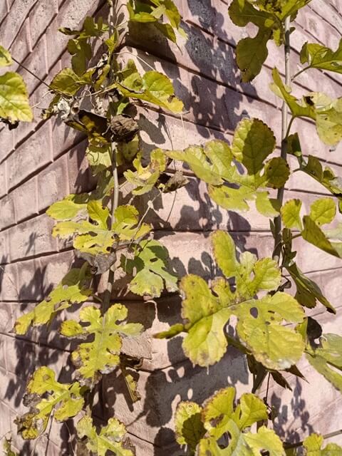 Grape vine leaves 