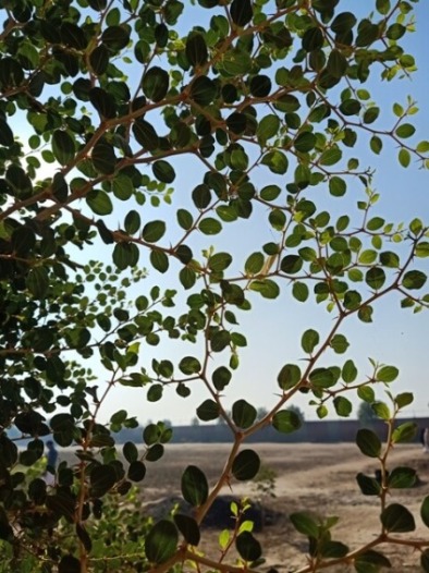 Jujube plant 